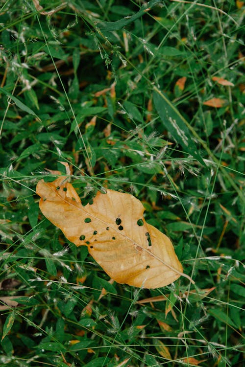 From above of dry yellow tree leaf fallen on fresh green grassy ground in forest on sunny day