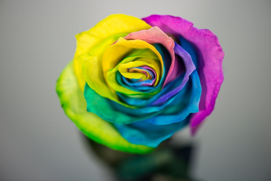 Free stock photo of colored rose, flower, rose