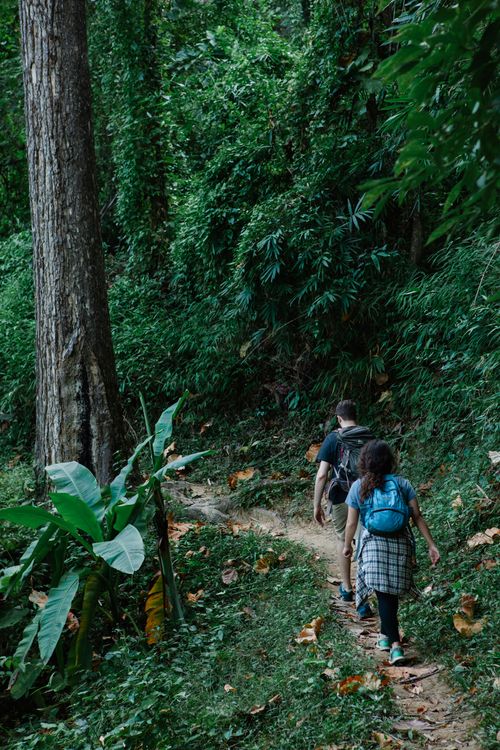 Free Back view of unrecognizable young male and female travelers in casual clothes with backpacks walking along narrow trail among lush green forest during trekking in forest Stock Photo