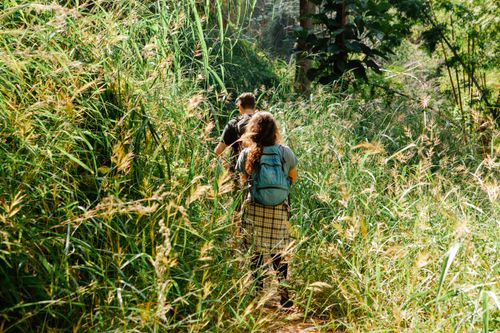 Free Back view of anonymous couple in casual clothes and backpacks walking amidst lush wild plants during hiking trip on sunny summer day Stock Photo
