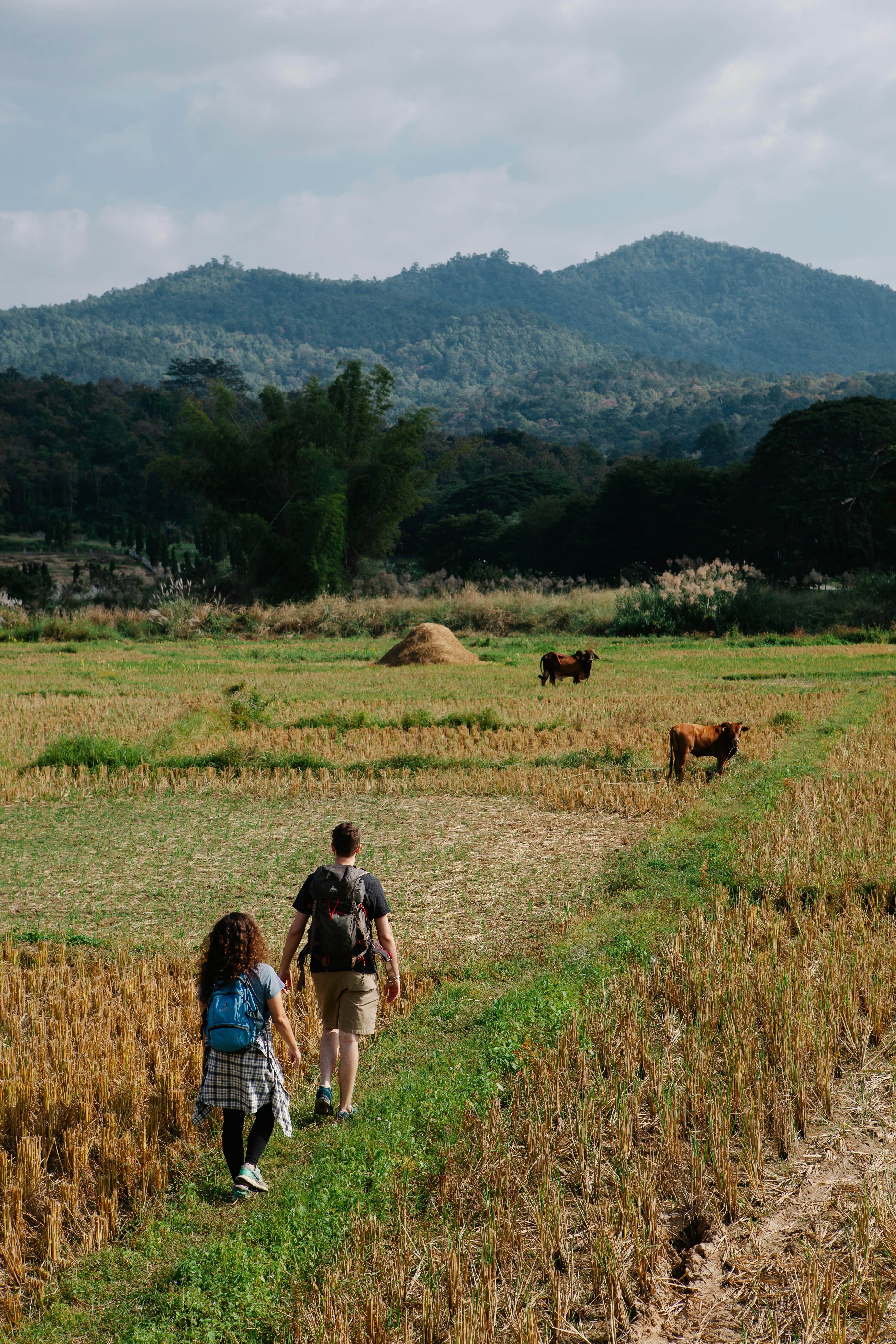 A couple hikes through a lush countryside with cattle and mountains in the background.