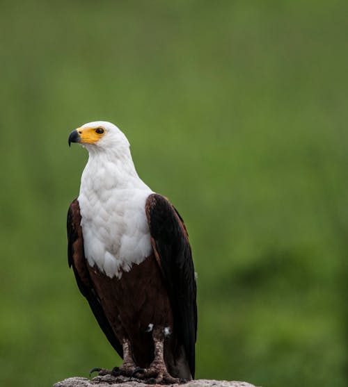 grátis Fotografia De Profundidade De Campo De Uma águia Branca E Marrom Empoleirada Em Uma Pedra Cinza Foto profissional