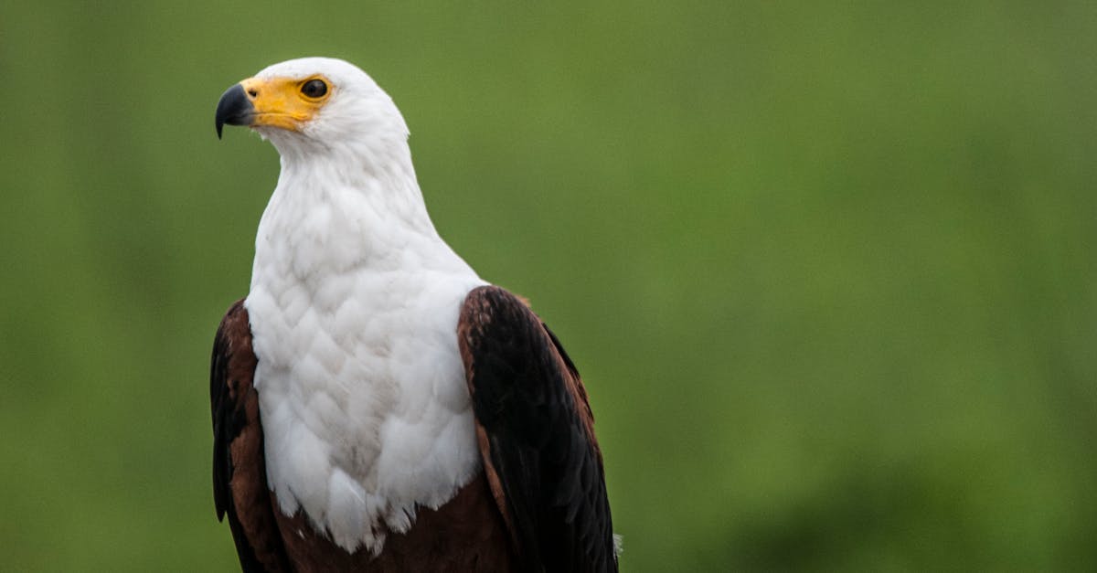 Depth of Field Photography of White and Brown Eagle Perching on Gray Stone