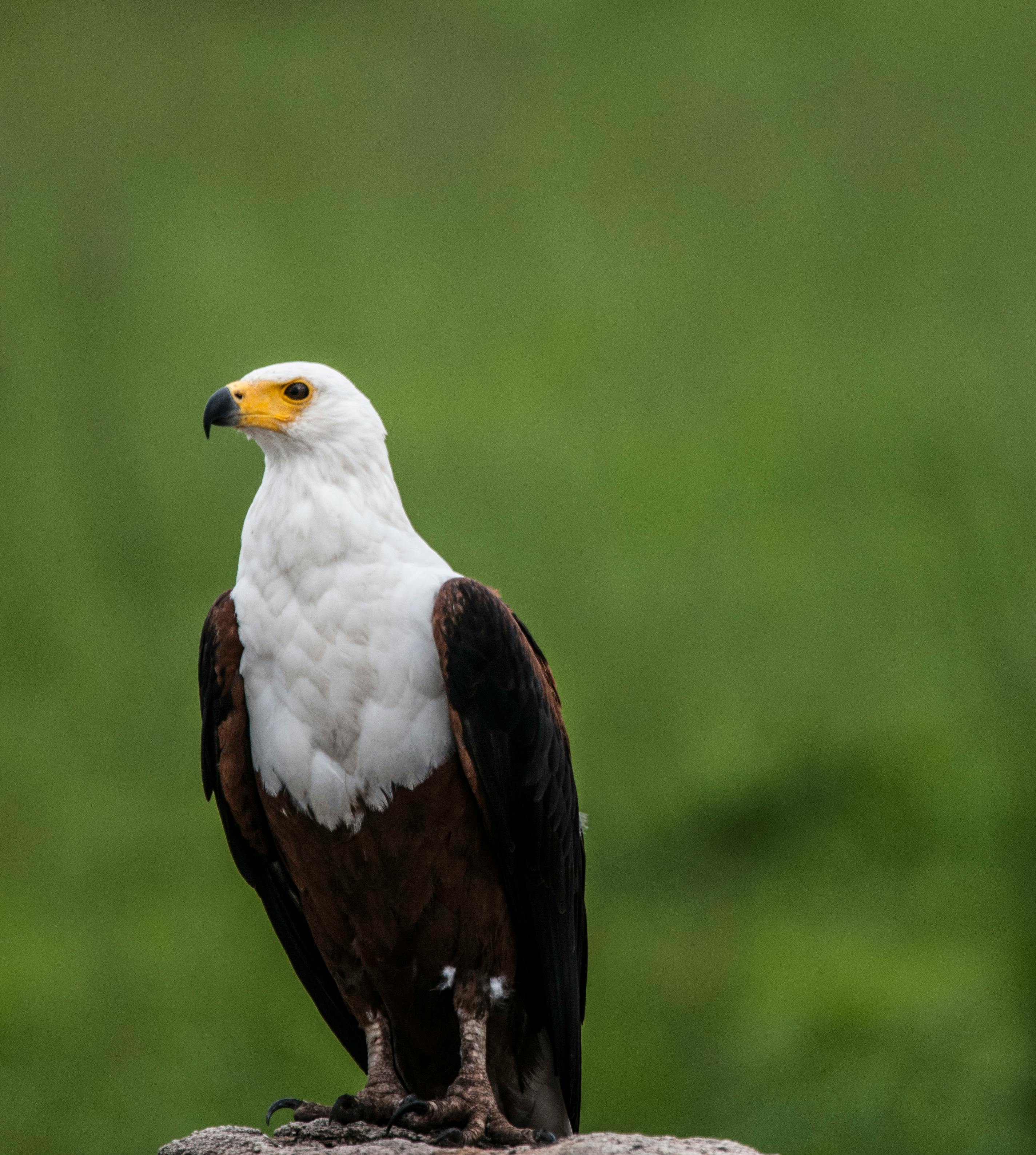 Depth of Field Photography of White and Brown Eagle Perching on Gray Stone · Free Stock Photo