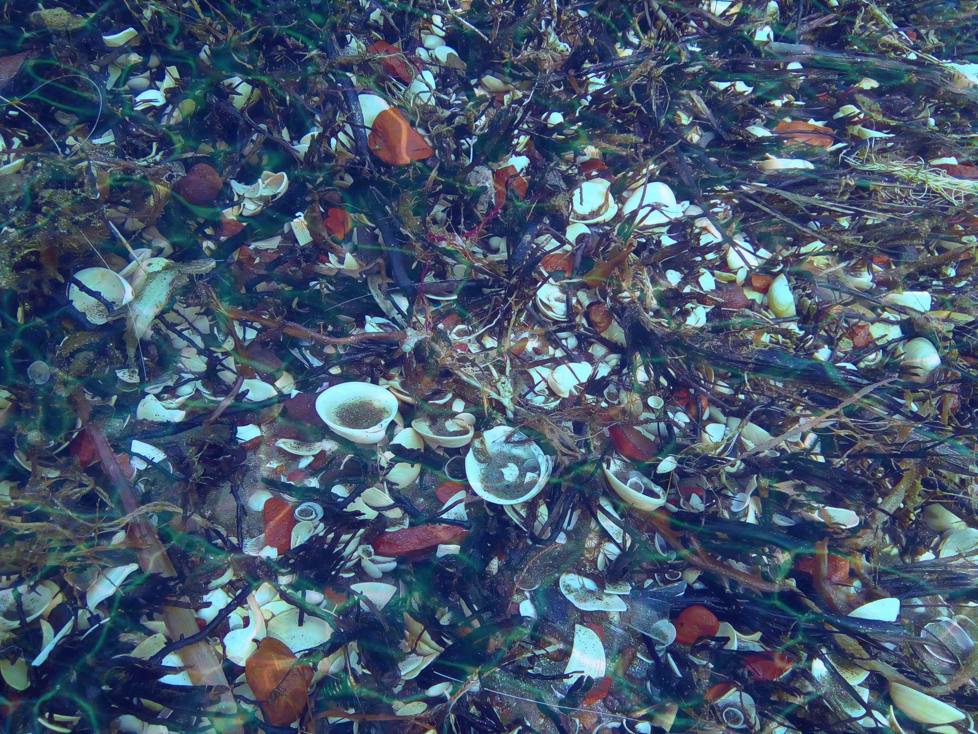 Free stock photo of see, see wastage, shells
