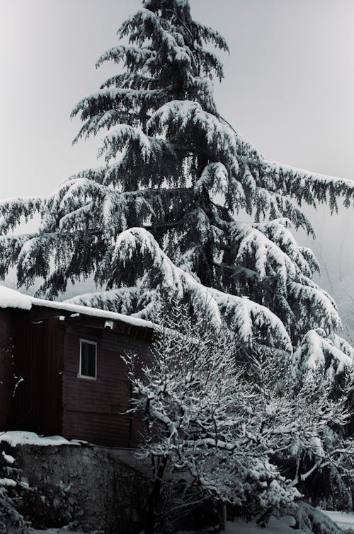 Photos gratuites de arbres, couvert de neige, échelle des gris