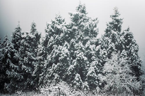 Free Snow-Covered Trees Stock Photo
