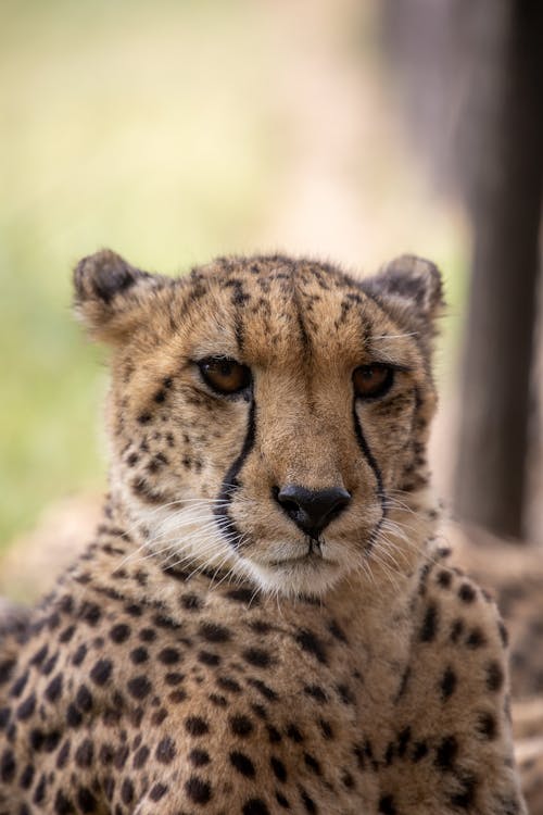 Close-Up Shot of a Cheetah