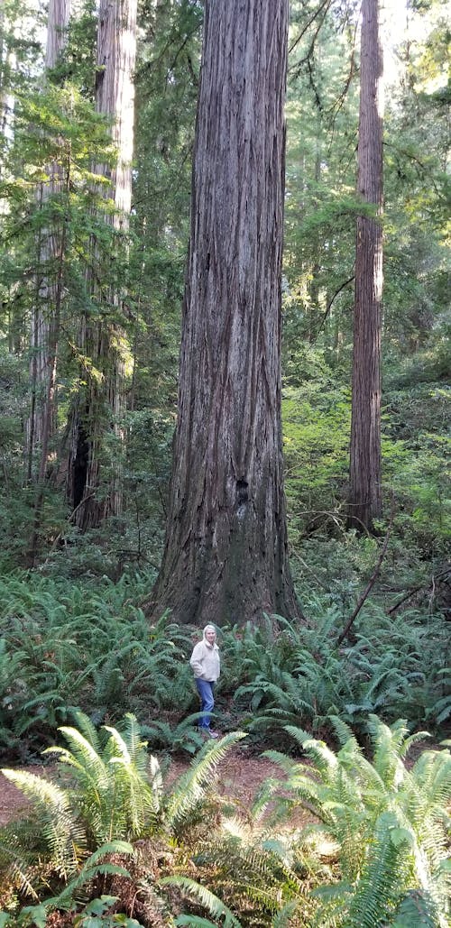 Kostenloses Stock Foto zu redwoods