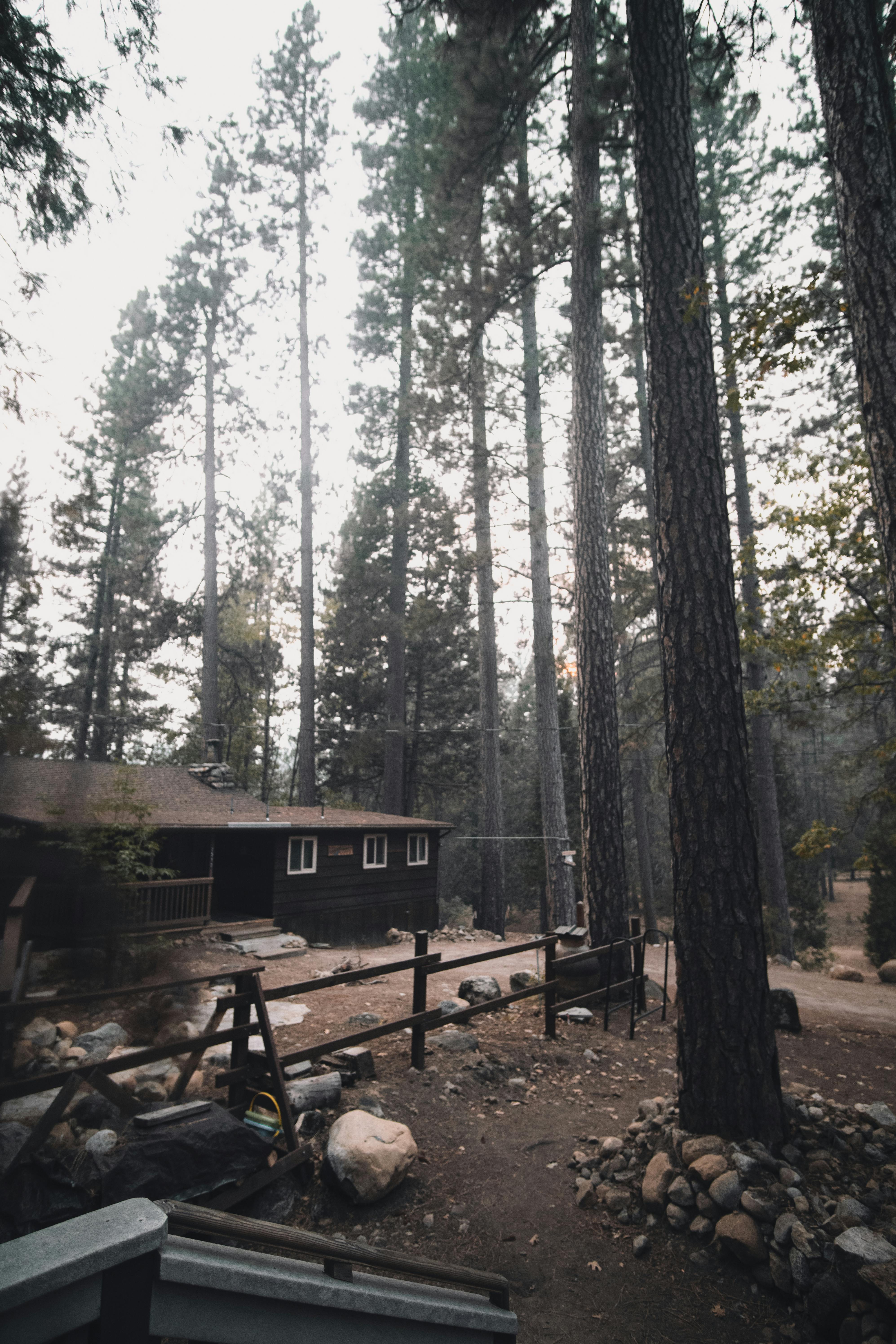 Charming wooden cabin nestled among towering pine trees in a serene forest environment.