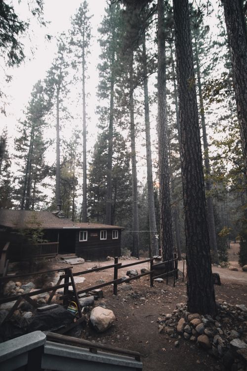 Free Charming wooden cabin nestled among towering pine trees in a serene forest environment. Stock Photo