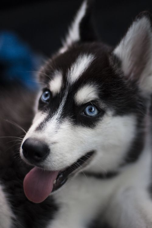 Free Close-up of a cute Siberian Husky puppy with bright blue eyes and playful expression. Stock Photo