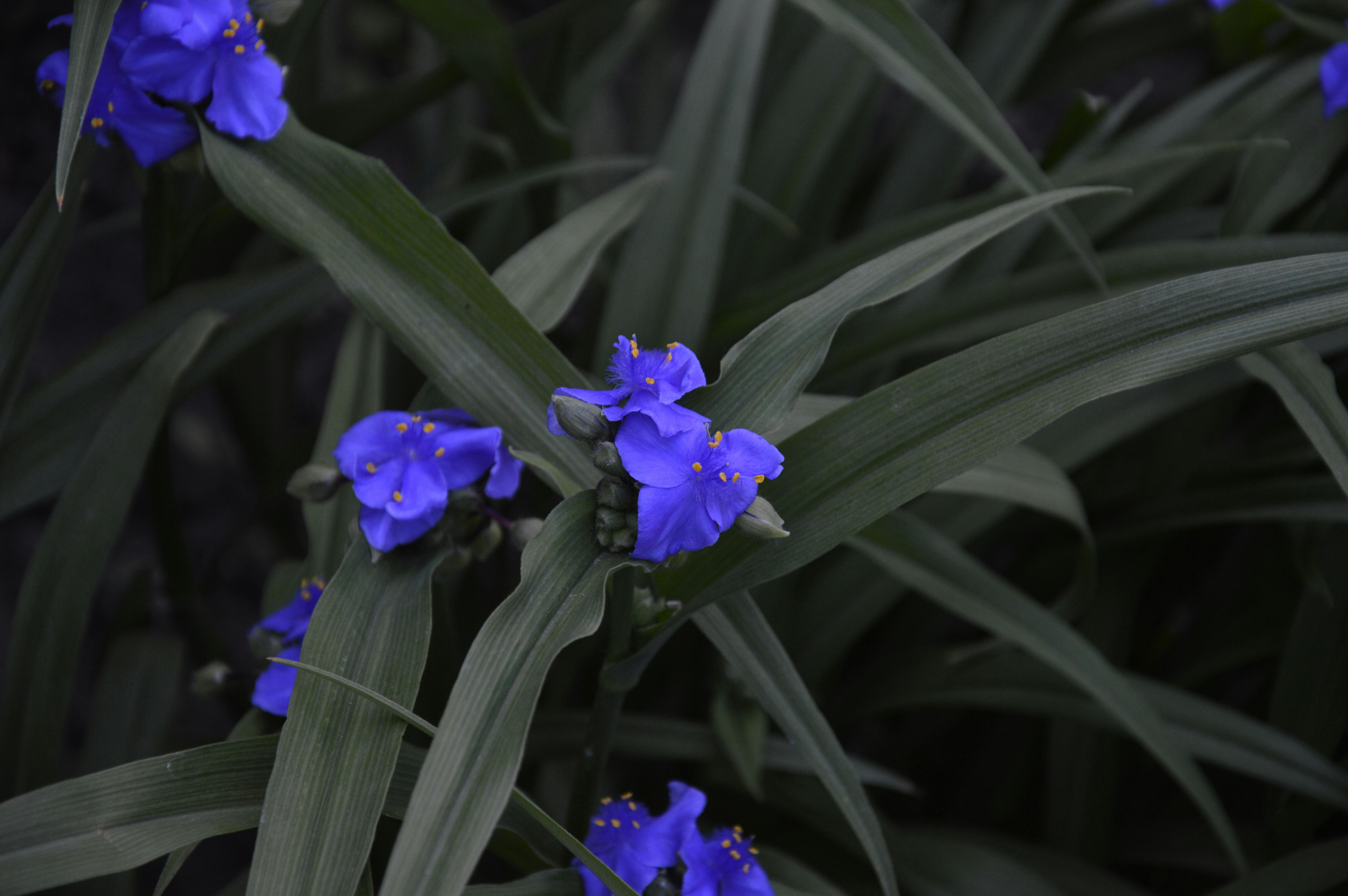 Free stock photo of flower, greenery, phalaenopsis