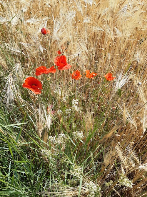 Fleurs Rouges Sur L'herbe Brune