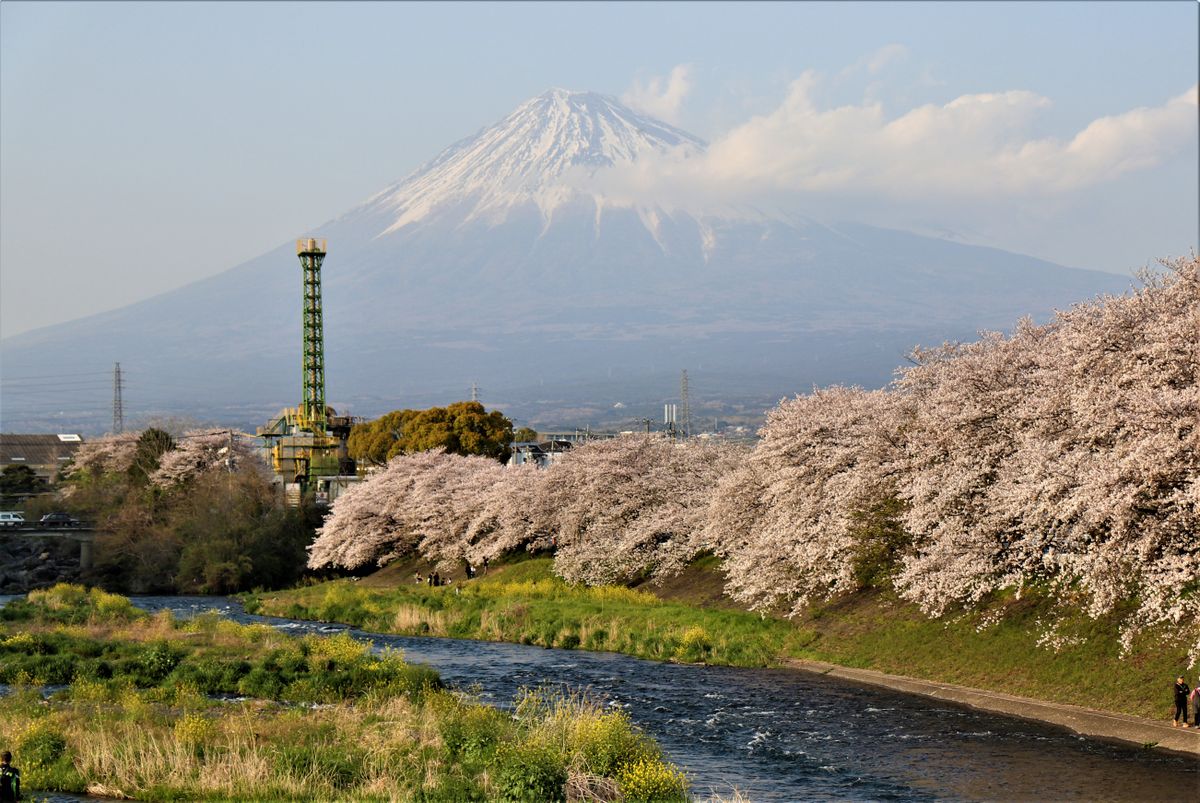 Mount Fuji in the distance with pink cherry blossoms in full bloom in the foreground during sakura season at the Fuji Five Lakes