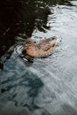 Brown Duck on Water