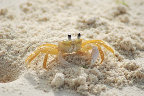 Желтый и белый краб на белом песчаном пляже в дневное время