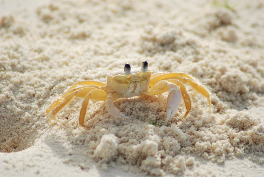 бесплатная Желтый и белый краб на белом песчаном пляже в дневное время Стоковое фото