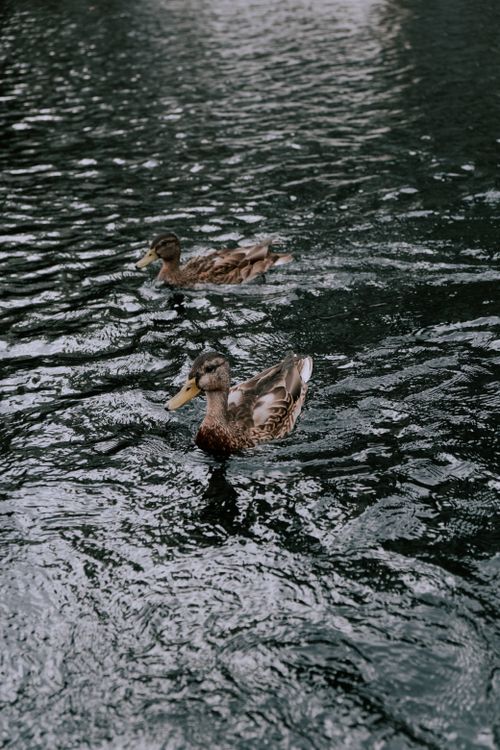 Free Two mallard ducks gracefully swimming through rippling, dark water in a natural setting. Stock Photo