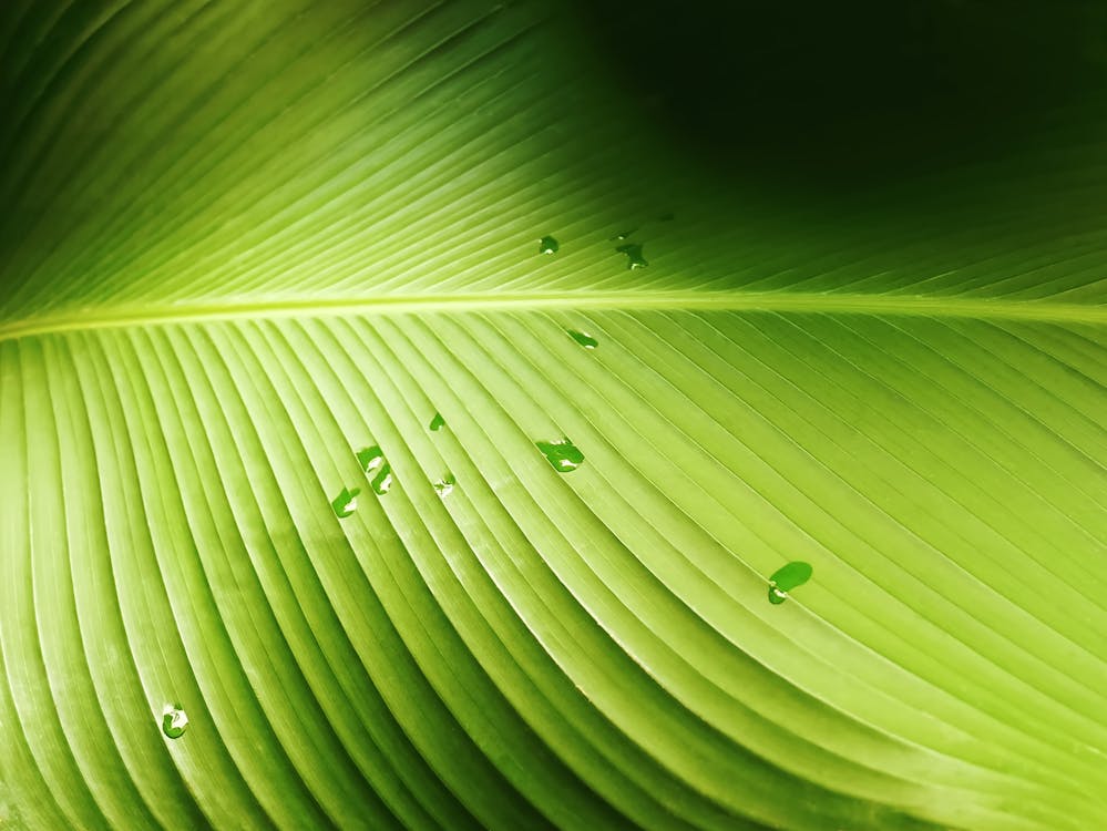 Macro Photography of Green Leaf with Water Droplets