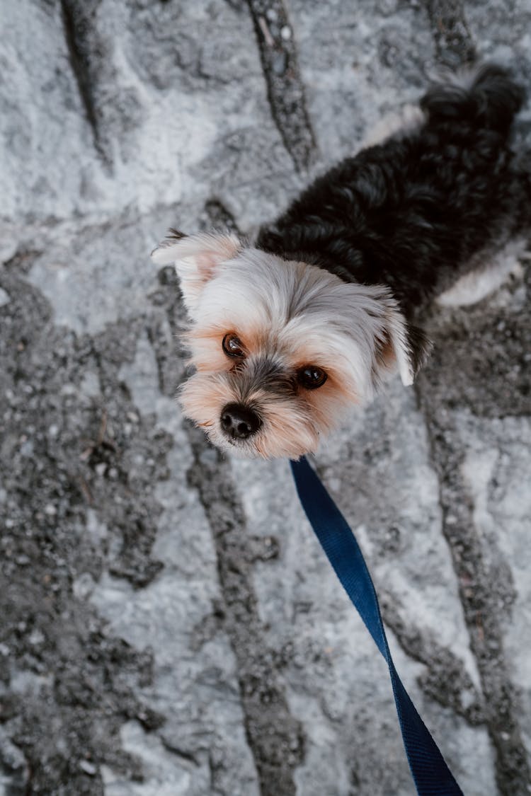 Black And Tan Yorkshire Terrier Puppy