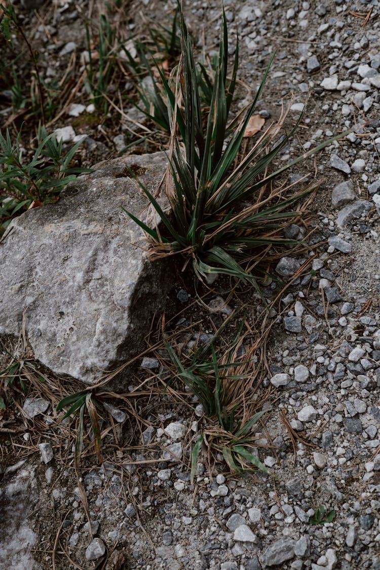 Green Plants Beside The Gray Rock