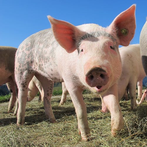 Gratis Cerdos Negros Y Marrones En Grassfield Durante El Día Foto de stock