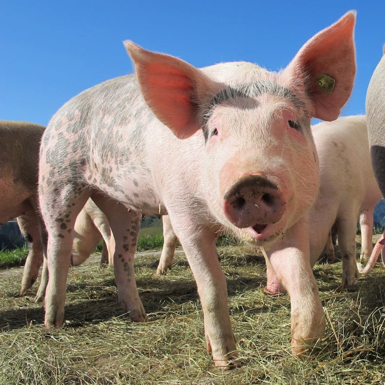 бесплатная Черные и коричневые свиньи на траве в дневное время Стоковое фото