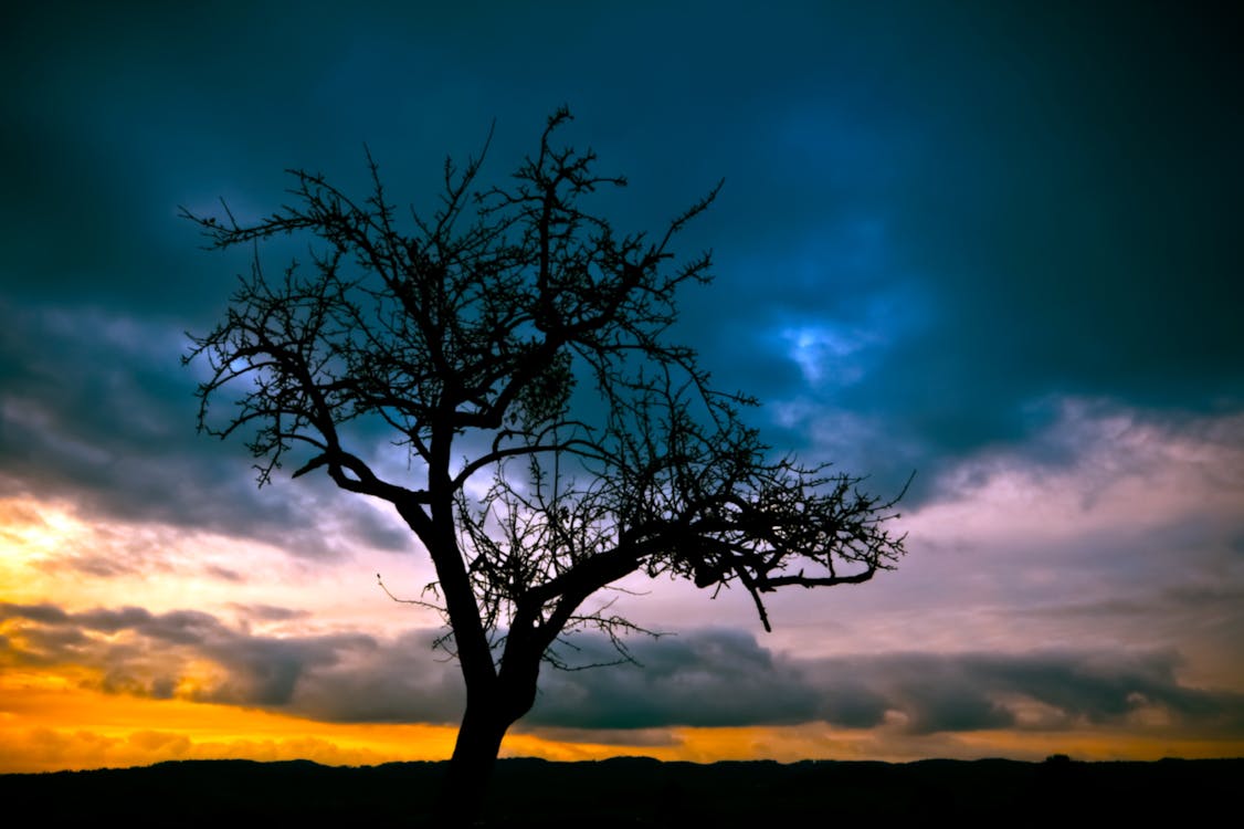 Ücretsiz Gün Batımı Sırasında Soluk Gökyüzünün Altında çıplak Ağaç Silüeti Stok Fotoğraflar