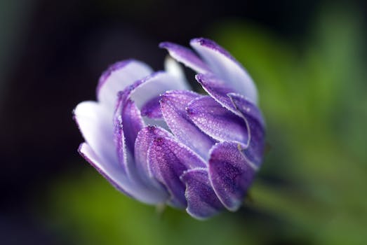Purple Flower