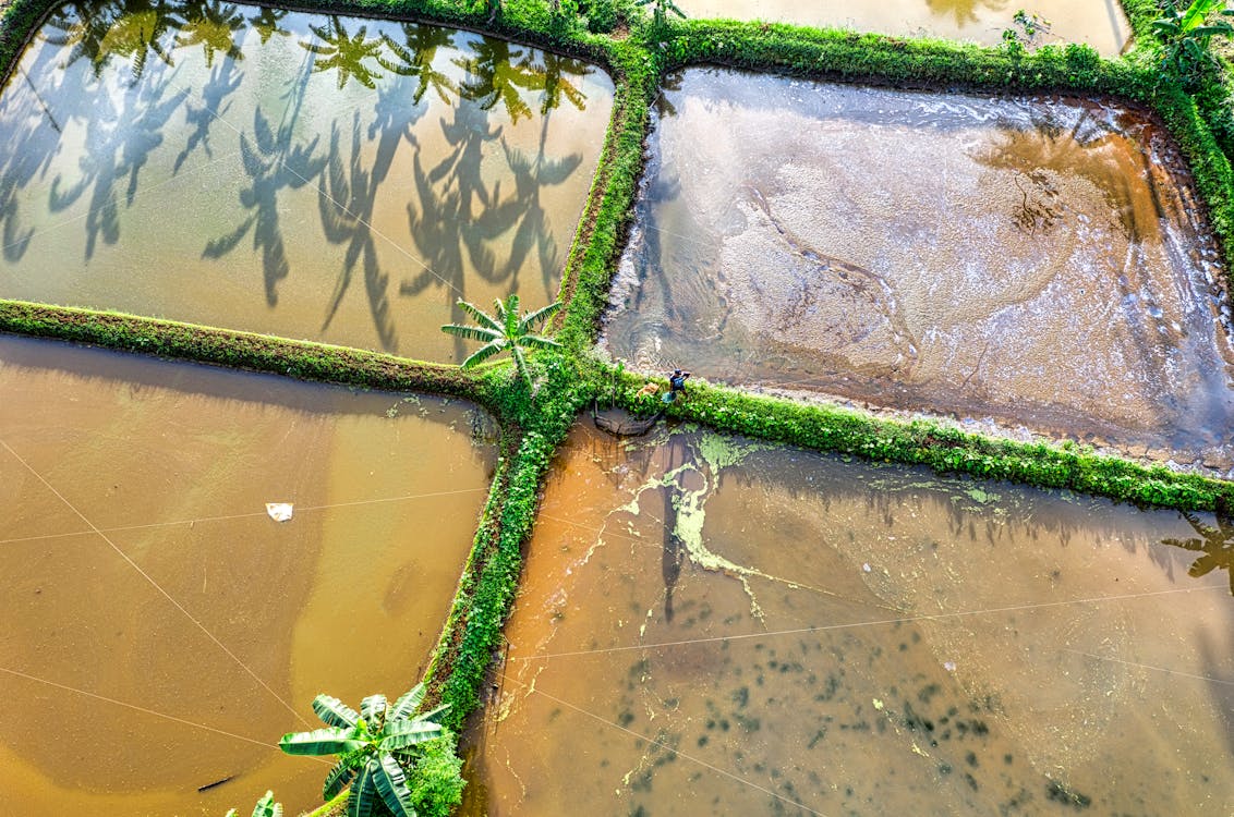 Agricultural plantations with rice in countryside