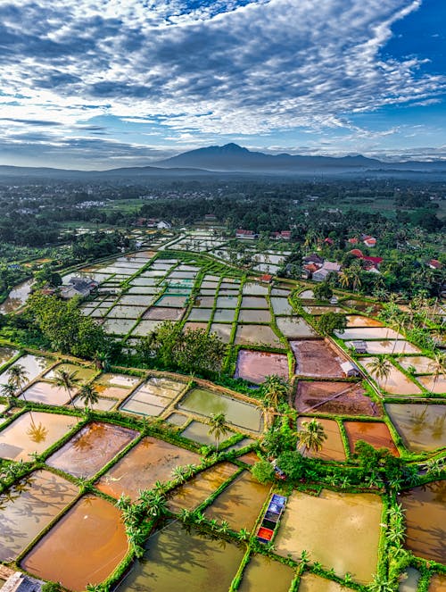 Various wet rice plantations with green plants growing in suburb area near small settlement against cloudy sky and mountainous area