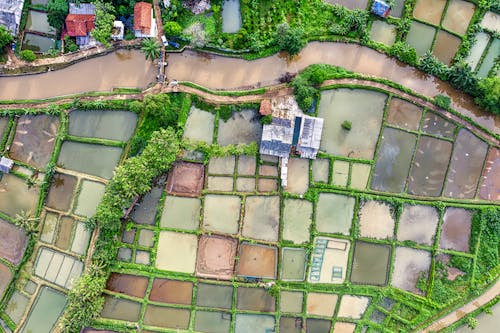 Rice plantations in rural terrain