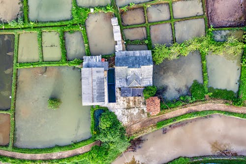 Drone view of residential houses located amidst various agricultural wet rice plantations with green plants in rural terrain in countryside