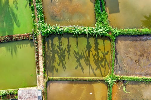 Drone view of various wet agricultural rice fields with shadow of exotic plants on surface growing in suburb area with sunlight