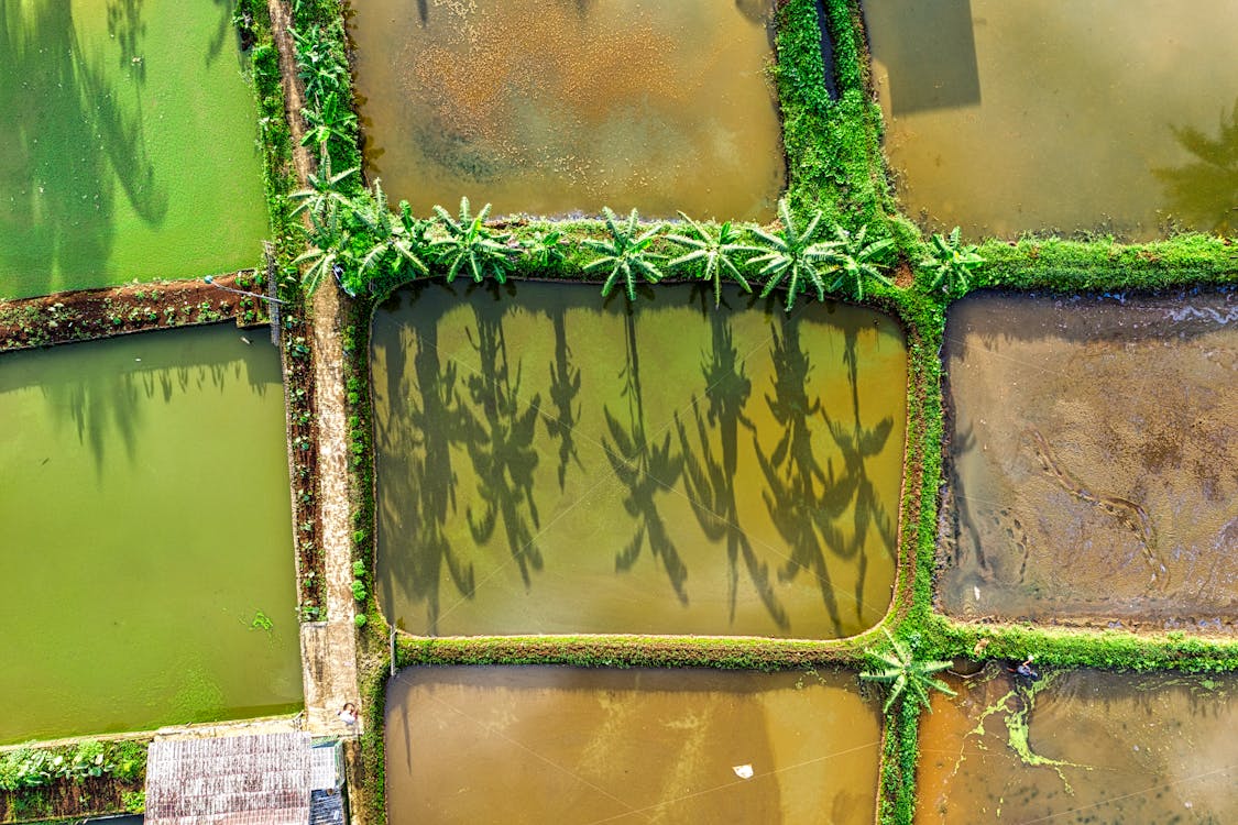 Drone view of various wet agricultural rice fields with shadow of exotic plants on surface growing in suburb area with sunlight