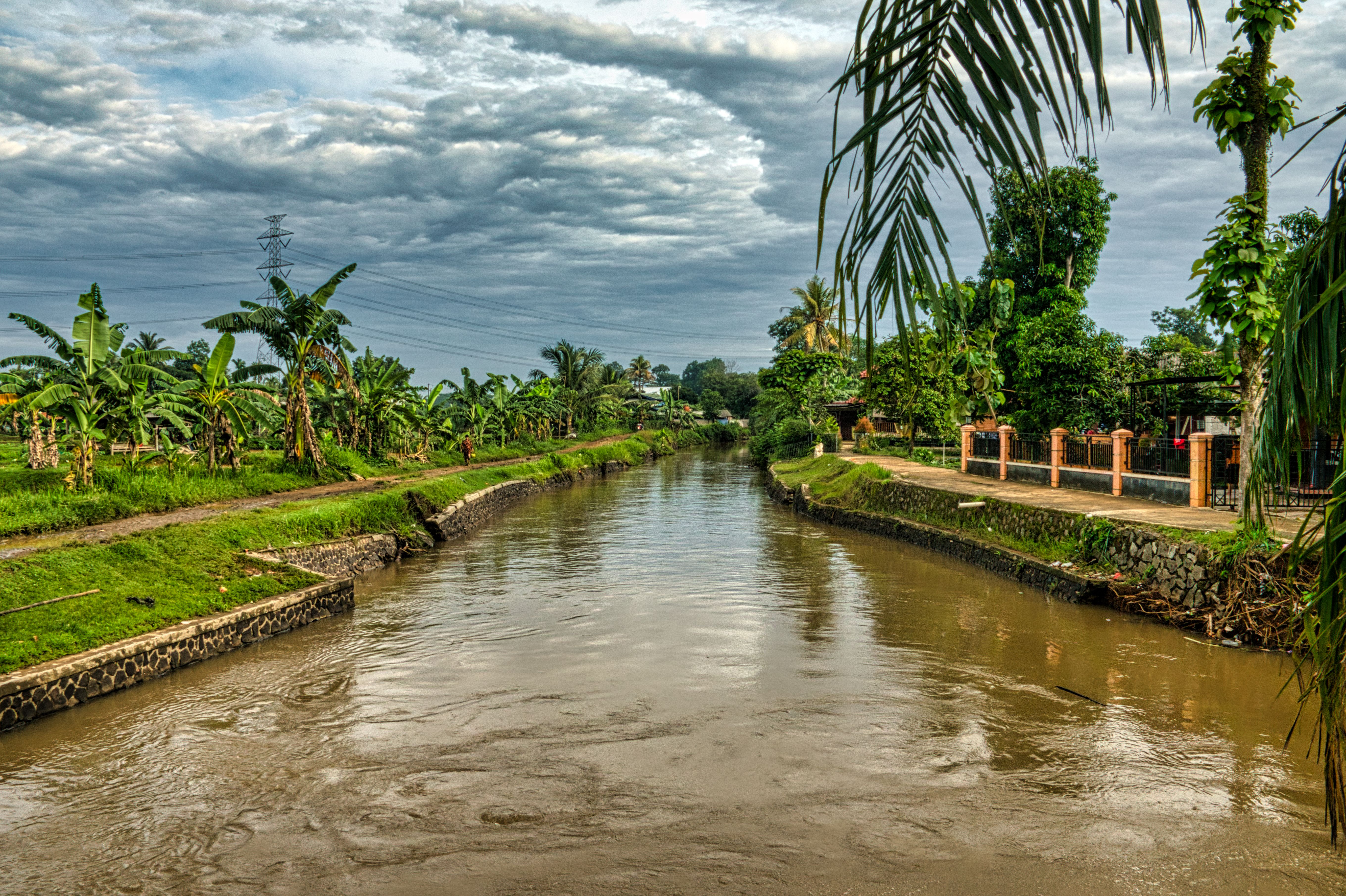 Narrow brook flowing among grassy terrain with tall exotic trees with lush foliage against cloudy sky in rural area in countryside