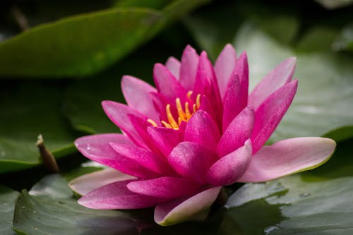 Close-Up Shot of Pink Lotus in Bloom