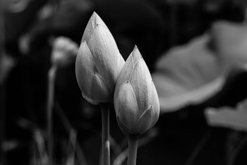Free Grayscale Photo of  Flower Buds Stock Photo