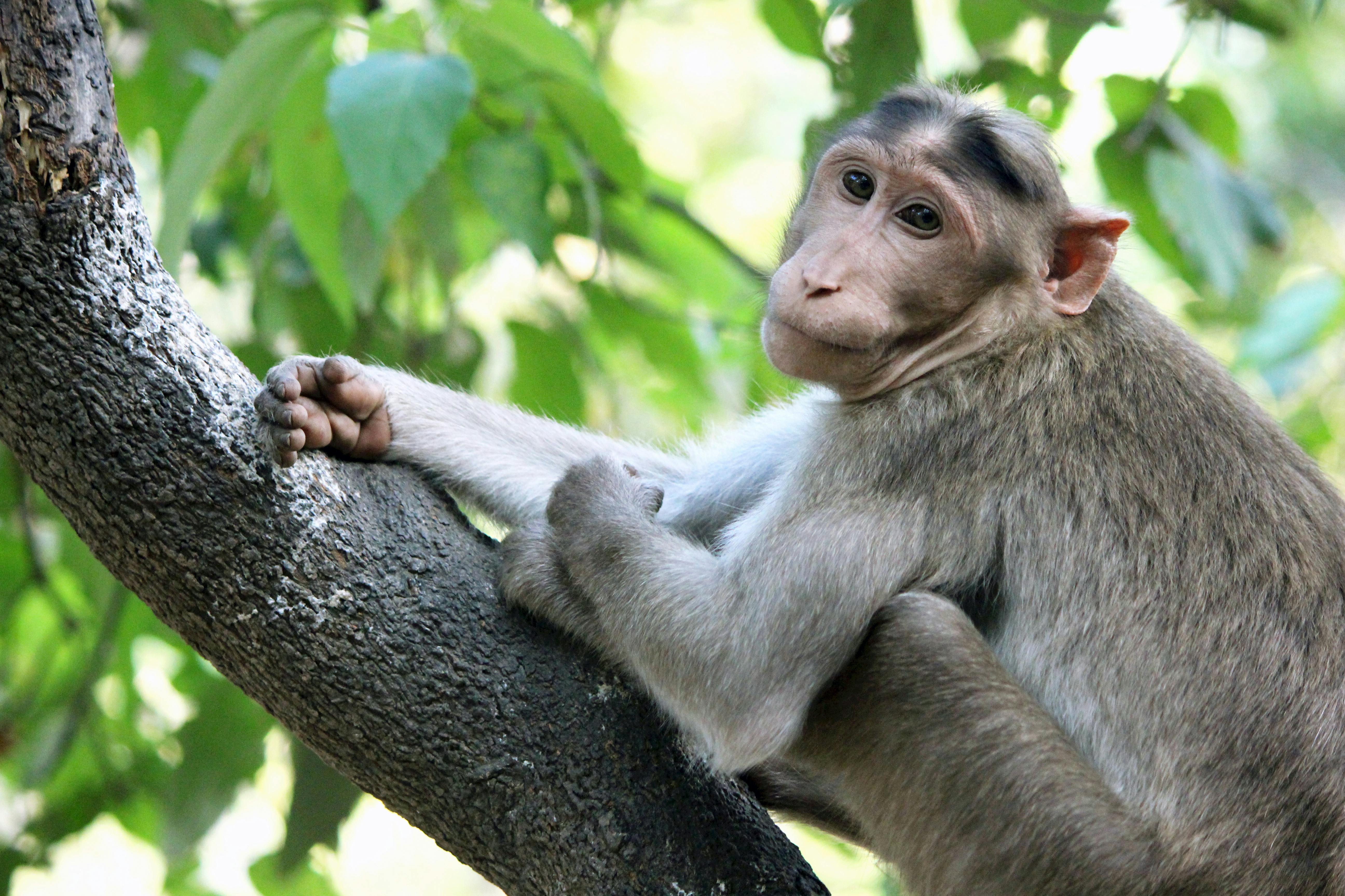 Foto Stok Gratis Tentang Binatang Fauna Hewan
