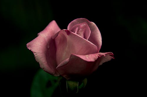 Close-Up Shot of Pink Rose in Bloom