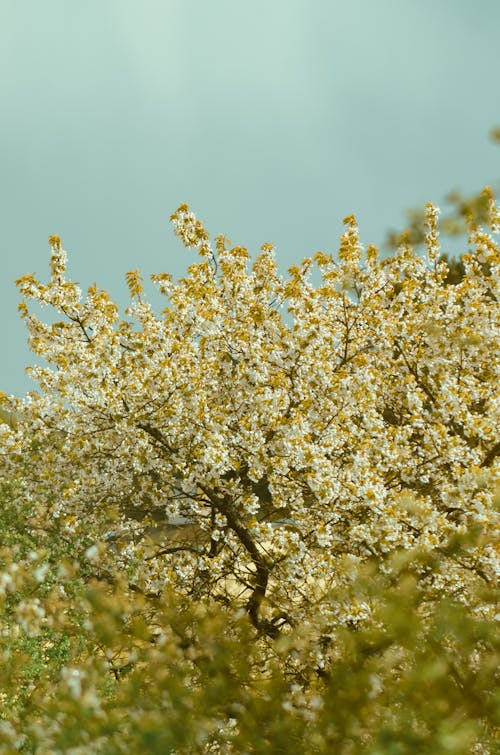 Blooming cherry tree with white flowers under blue sky