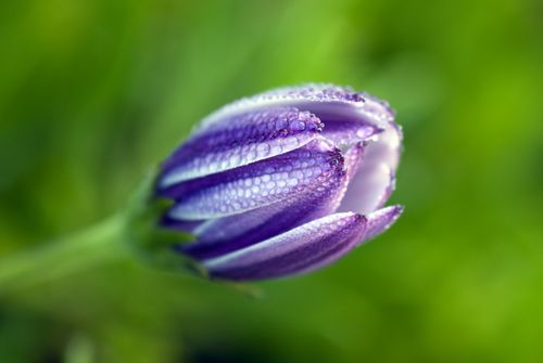 Free A macro shot of a purple African daisy bud with dew drops on petals, set against a green background. Stock Photo