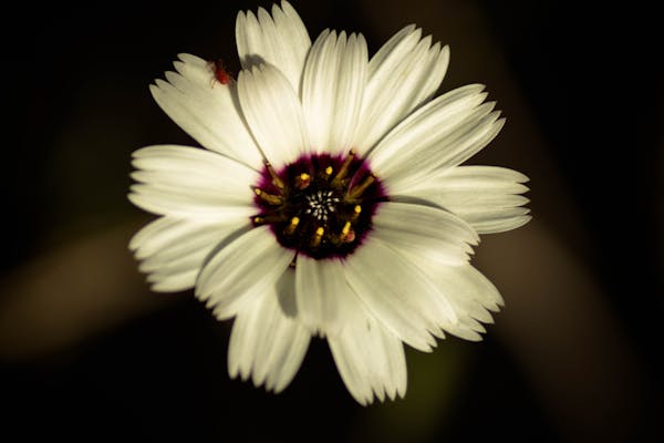 Бонусы Mellstroy через зеркало