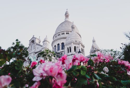 Pink Flowers Near White Concrete Building