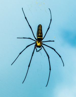 9,000+ Best Spider Photos · 100% Free Download · Pexels Stock Photos