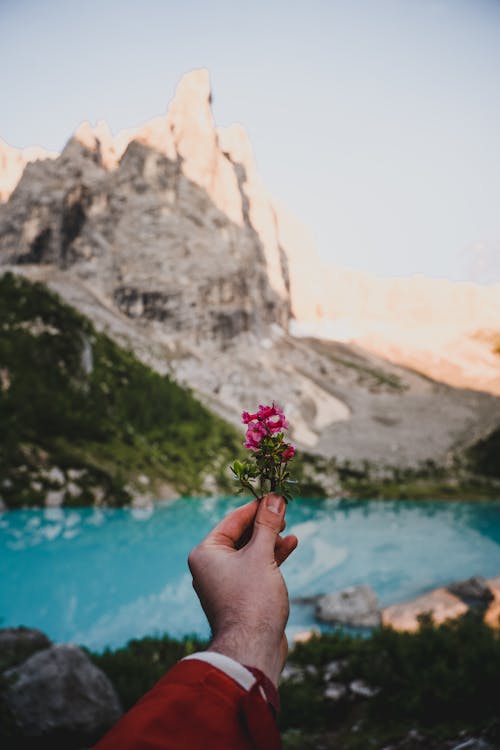 Person Holding Pink Flowers While Standing Near the Cliff 