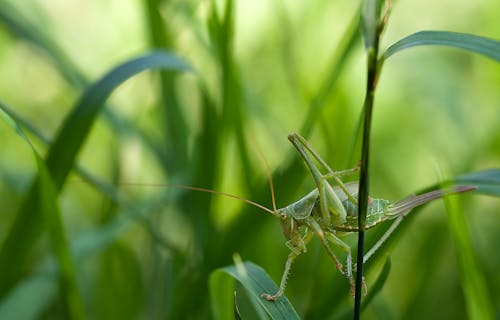 Green Grass Hopper on Green Leaf Grass