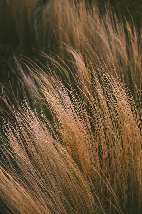 Foxy hair of crop anonymous lady