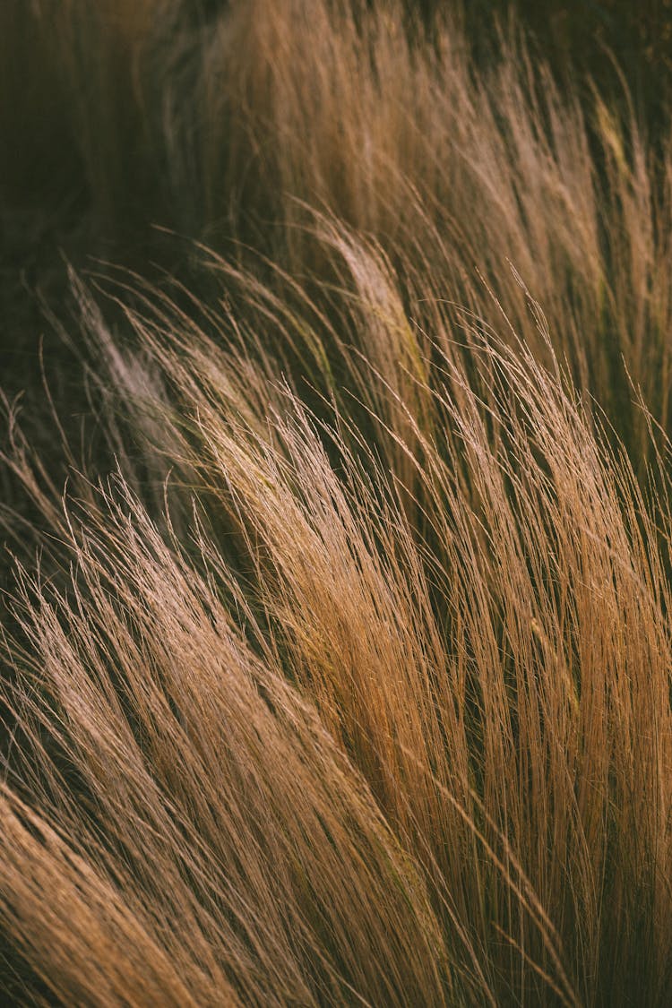 Foxy Hair Of Crop Anonymous Lady